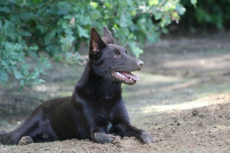 Spike Kelpiebrink