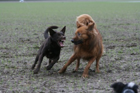 spike met zijn grote vriend kaja