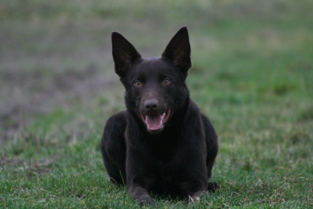 Spike Kelpiebrink