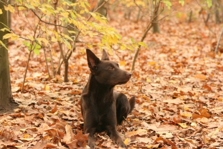 Spike 11-11-2012