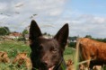 /album/fotogallerij/img-0185-jpg/