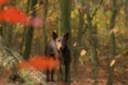 /album/fotogallerij/img-133-jpg/