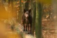 /album/fotogallerij/img-141j-jpg/
